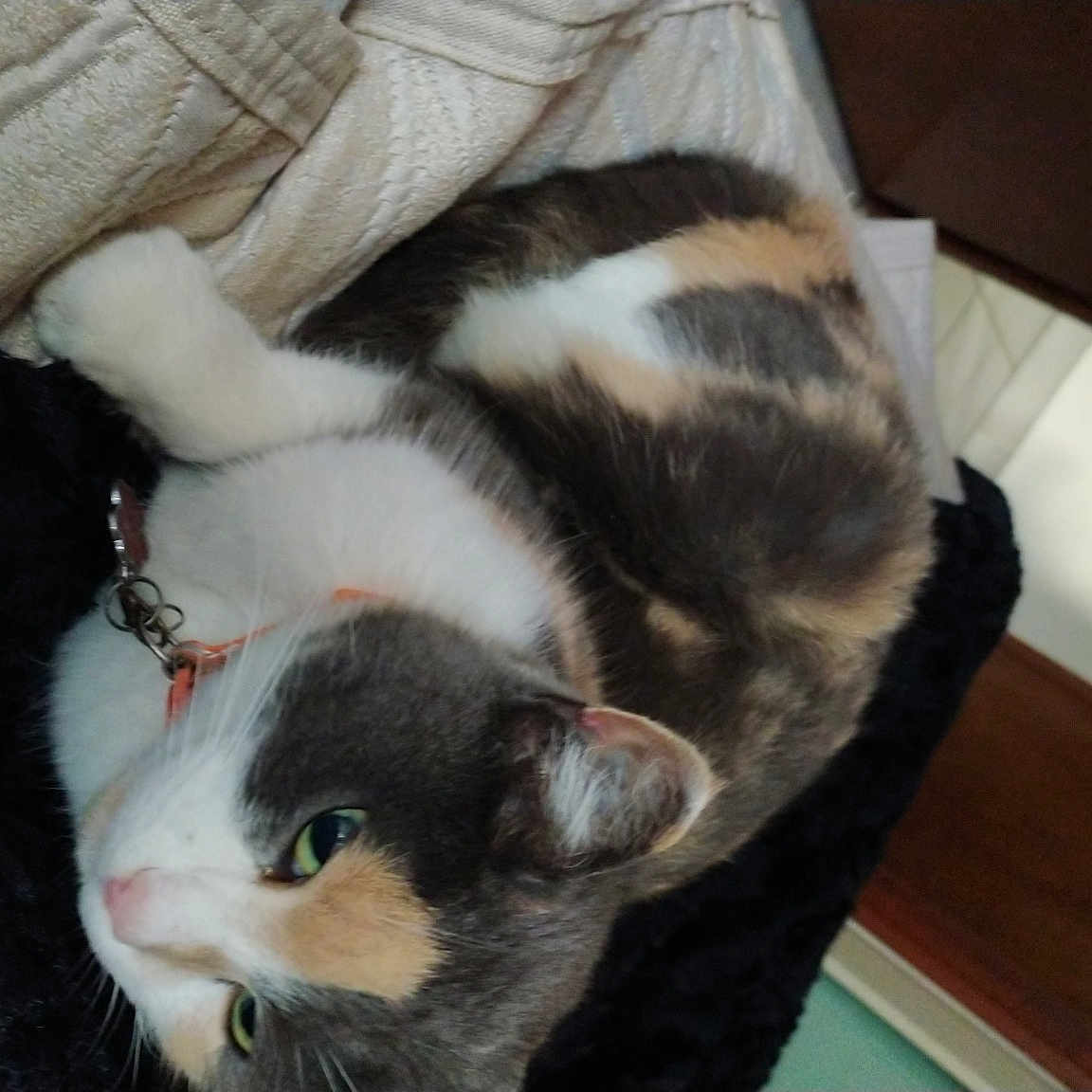 Chat