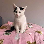 Yuki participe au concours pour gagner de l'argent avec cette photo : cat, kitten, white_cat, black_patches, pink_blanket, gingerbread_men, holiday_theme, indoor, cute, pet, animal, feline, sitting, curious, young_cat, cozy, blanket_pattern, soft_texture, domestic_cat, portrait