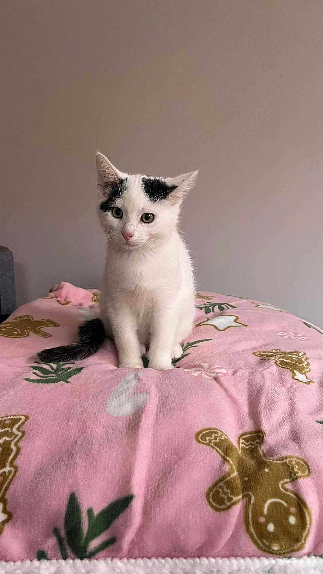 Yuki participe au concours pour gagner de l'argent avec cette photo : cat, kitten, white_cat, black_patches, pink_blanket, gingerbread_men, holiday_theme, indoor, cute, pet, animal, feline, sitting, curious, young_cat, cozy, blanket_pattern, soft_texture, domestic_cat, portrait