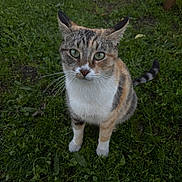 Honey Meow Meow joined the competition — help win amazing prizes! cat, calico, animal, pet, green_grass, outdoor, fur, whiskers, ears, tail, nature, cute, curious, mammal, eyes, close_up, ground, domestic, sitting, alert