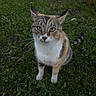 cat, calico, animal, pet, green_grass, outdoor, fur, whiskers, ears, tail, nature, cute, curious, mammal, eyes, close_up, ground, domestic, sitting, alert