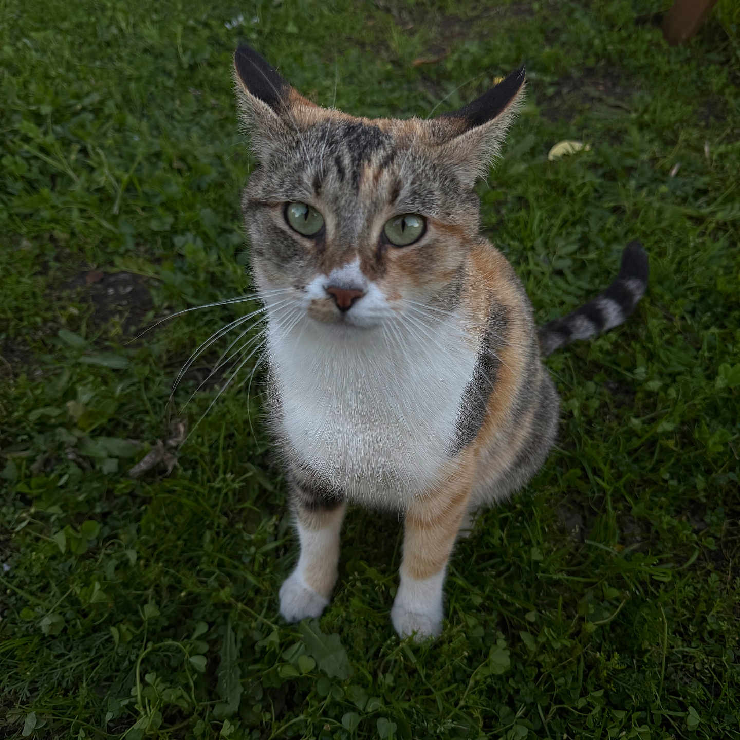 Honey Meow Meow joined the competition — help win amazing prizes! cat, calico, animal, pet, green_grass, outdoor, fur, whiskers, ears, tail, nature, cute, curious, mammal, eyes, close_up, ground, domestic, sitting, alert