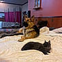 Montana is registered to the contest to win money with this photo: dog, cat, bed, blanket, indoor, furniture, german_shepherd, black_cat, pet, animal, relaxing, cozy, fur, mammal, home, comfort, resting, cute, domestic, sleeping_area