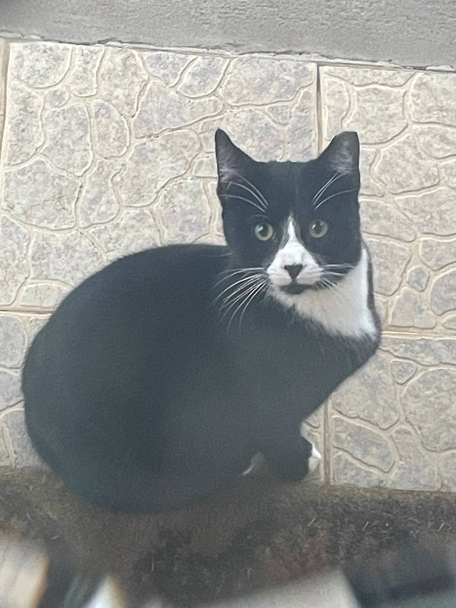 Lil Buddy is registered to the contest to win money with this photo: black_cat, carnivore, cat, domestic_short_haired_cat, felidae, flooring, foot, fur, grey, monochrome_photography, paw, road_surface, shadow, sitting, small_to_medium_sized_cats, snout, tail, tints_and_shades, whiskers, window