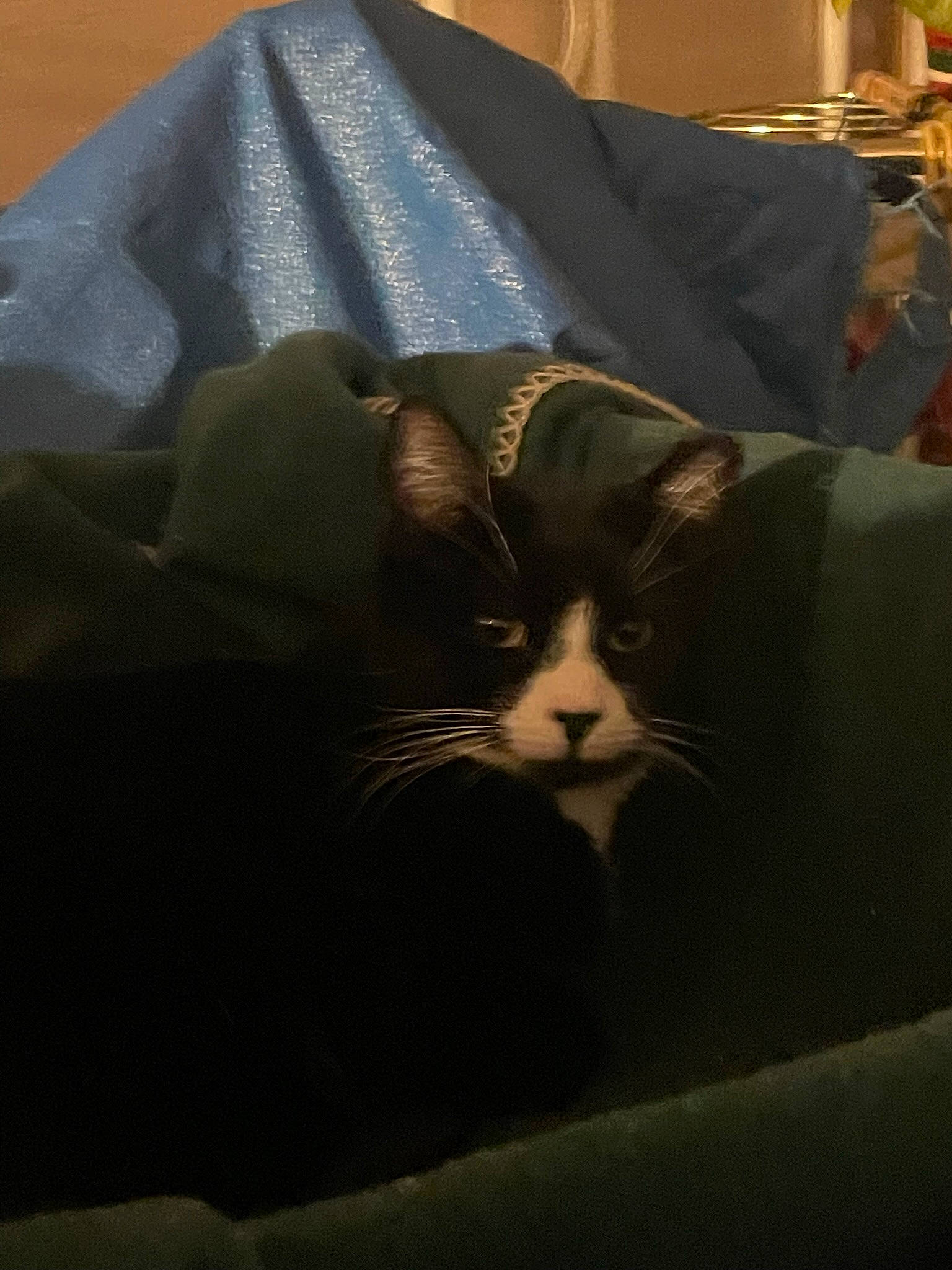 Lil Buddy is registered to the contest to win money with this photo: bag, bedding, cardboard, carnivore, cat, comfort, darkness, domestic_short_haired_cat, felidae, fur, grey, linens, paper_product, room, small_to_medium_sized_cats, tail, tints_and_shades, whiskers, window, wood