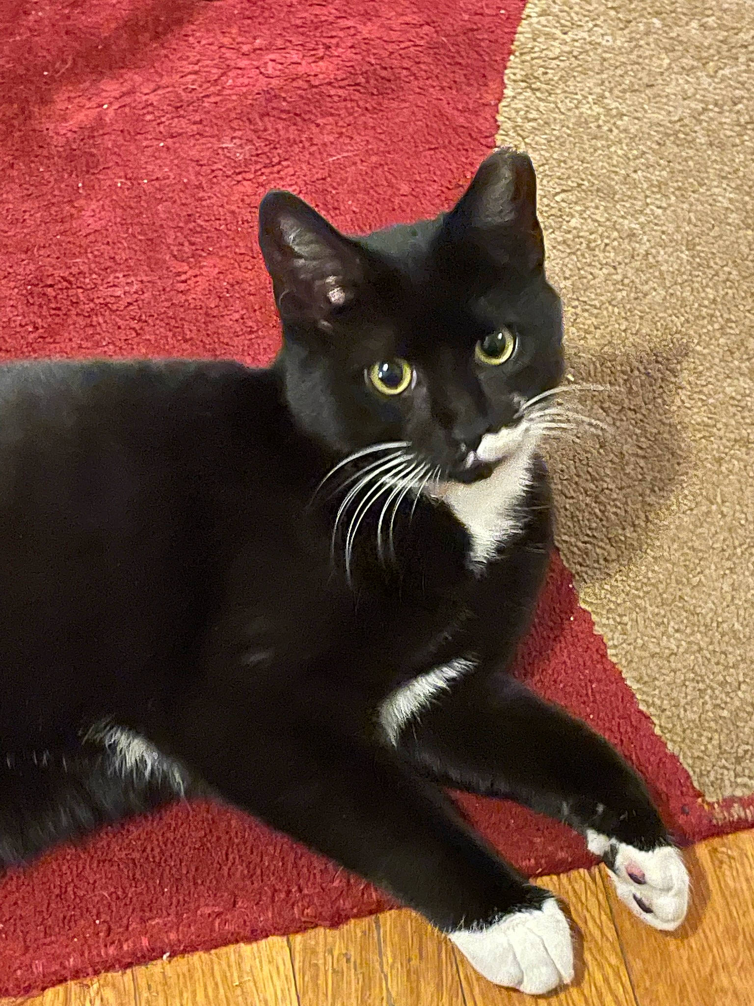 Dinky joined the competition — help win amazing prizes! black_cat, carnivore, cat, claw, comfort, domestic_short_haired_cat, felidae, flooring, foot, fur, hardwood, paw, sitting, small_to_medium_sized_cats, snout, tail, terrestrial_animal, whiskers