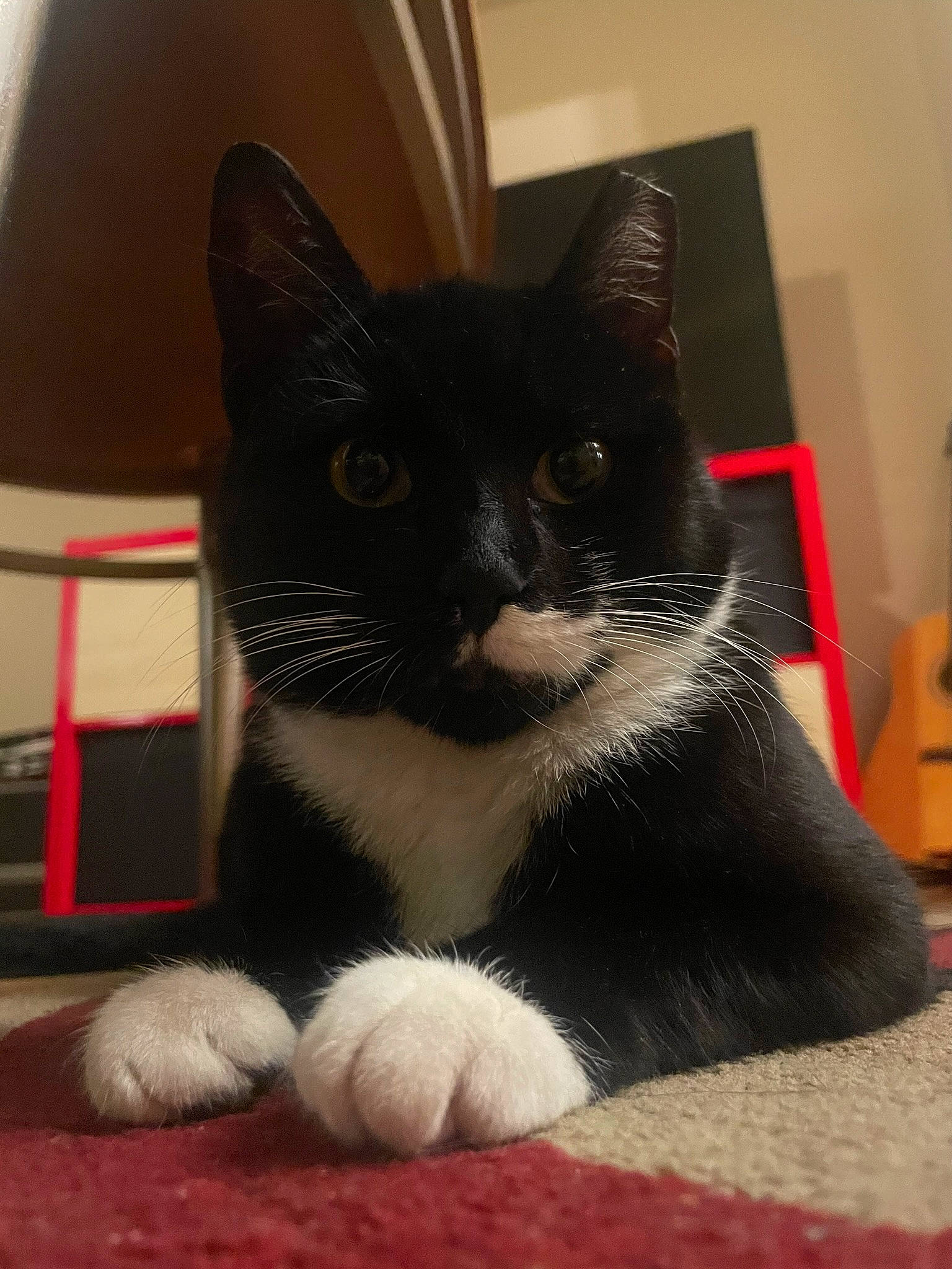 Dinky is registered to the contest to win money with this photo: box, carmine, carnivore, cat, cat_supply, claw, comfort, domestic_short_haired_cat, felidae, flooring, foot, fur, guitar, musical_instrument, paw, small_to_medium_sized_cats, snout, tail, terrestrial_animal, whiskers