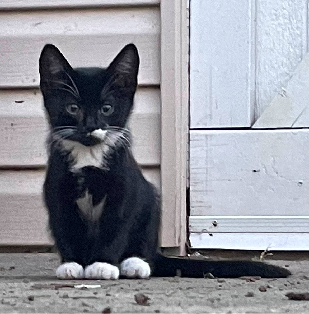 Dinky is registered to the contest to win money with this photo: black_and_white, black_cat, carnivore, cat, domestic_short_haired_cat, felidae, fur, grey, monochrome, monochrome_photography, road_surface, sitting, small_to_medium_sized_cats, snout, style, tail, tints_and_shades, whiskers, window, wood