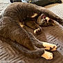animal, bed, blanket, cat, claws, cozy, cute, domestic_cat, feline, fur, gray_cat, indoor, paw, pet, relaxed, sleepy, stretching, whiskers, white_paws, yawning
