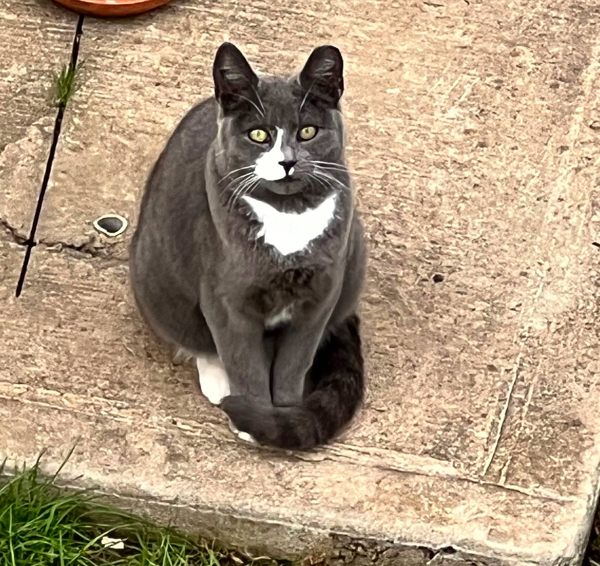 Cindy joined the competition — help win amazing prizes! automotive_tire, black_cat, carnivore, cat, domestic_short_haired_cat, eye, felidae, foot, fur, grass, paw, plant, road_surface, small_to_medium_sized_cats, tail, terrestrial_animal, tree, whiskers, window, wood