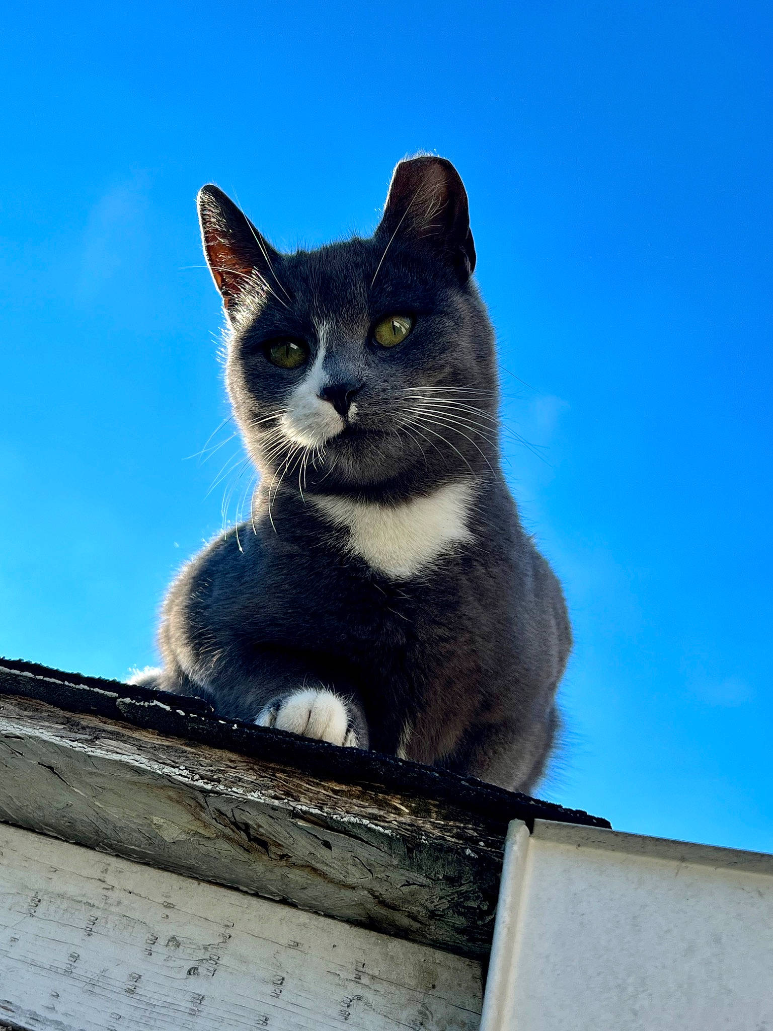 Cindy is registered to the contest to win money with this photo: bombay, carnivore, cat, composite_material, concrete, domestic_short_haired_cat, electric_blue, felidae, fur, grey, paw, roof, sitting, sky, small_to_medium_sized_cats, snout, tail, tree, whiskers, window