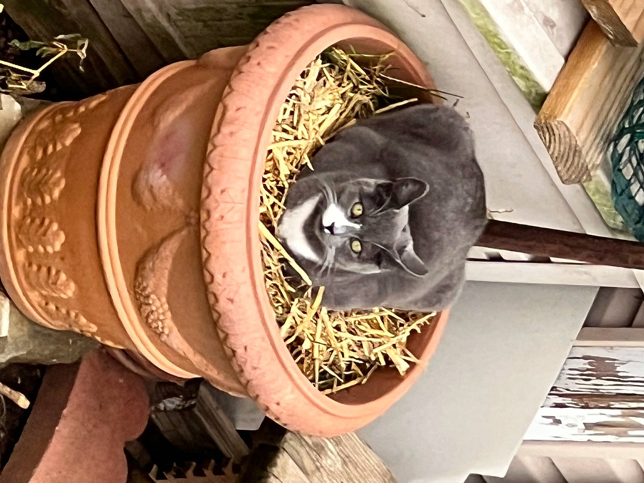 Cindy joined the competition — help win amazing prizes! art, bone, bronze, carnivore, cat, circle, domestic_short_haired_cat, fashion_accessory, felidae, fur, hat, headgear, helmet, metal, personal_protective_equipment, skull, small_to_medium_sized_cats, sun_hat, whiskers, wood