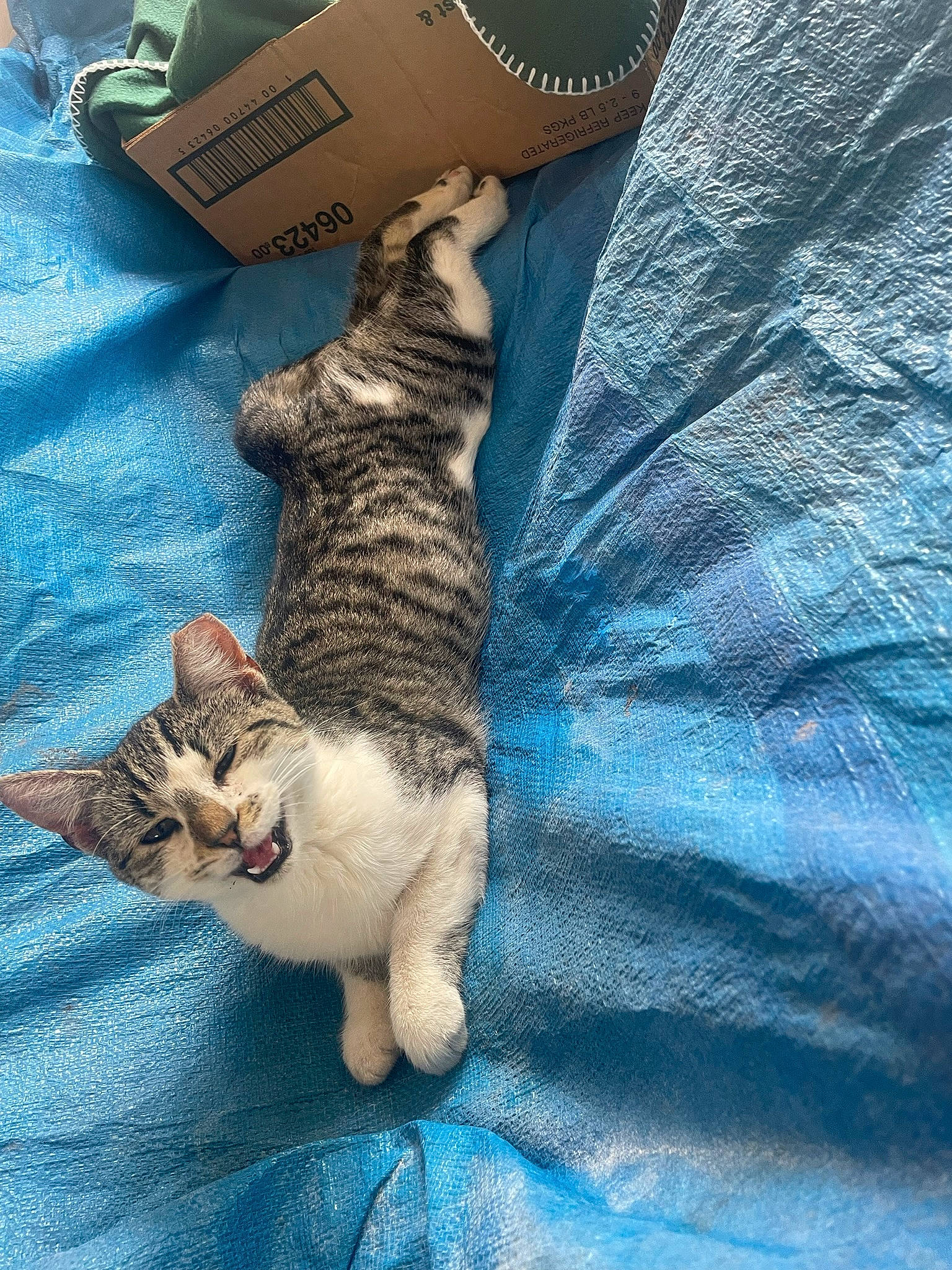 Maggie joined the competition — help win amazing prizes! carnivore, cat, claw, comfort, domestic_short_haired_cat, electric_blue, fawn, felidae, fur, linens, nap, pattern, paw, shipping_box, small_to_medium_sized_cats, tail, textile, whiskers