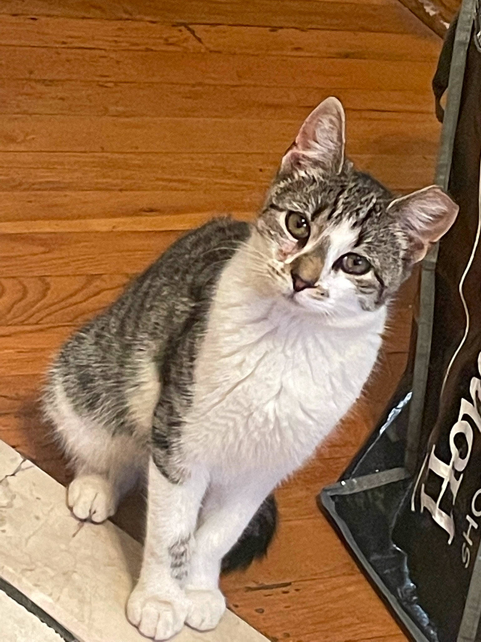 Maggie is registered to the contest to win money with this photo: art, carnivore, cat, cat_furniture, domestic_short_haired_cat, felidae, flooring, fur, hardwood, paw, photo_caption, sitting, small_to_medium_sized_cats, tail, terrestrial_animal, whiskers, window, wood