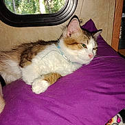 Hurricane joined the competition — help win amazing prizes! cat, purple_pillow, indoor, window, collar, relaxed, fur, sleepy, pet, domestic_animal, cozy, resting, feline, soft_texture, cushion, animal_portrait, home_interior, natural_light, close_up, tabby_cat