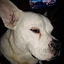 dog, white_dog, close_up, pet, indoor, television, screen, animal, canine, ears, snout, portrait, domestic_animal, watching_tv, sleepy, black_nose, fur, household, companion, muzzle