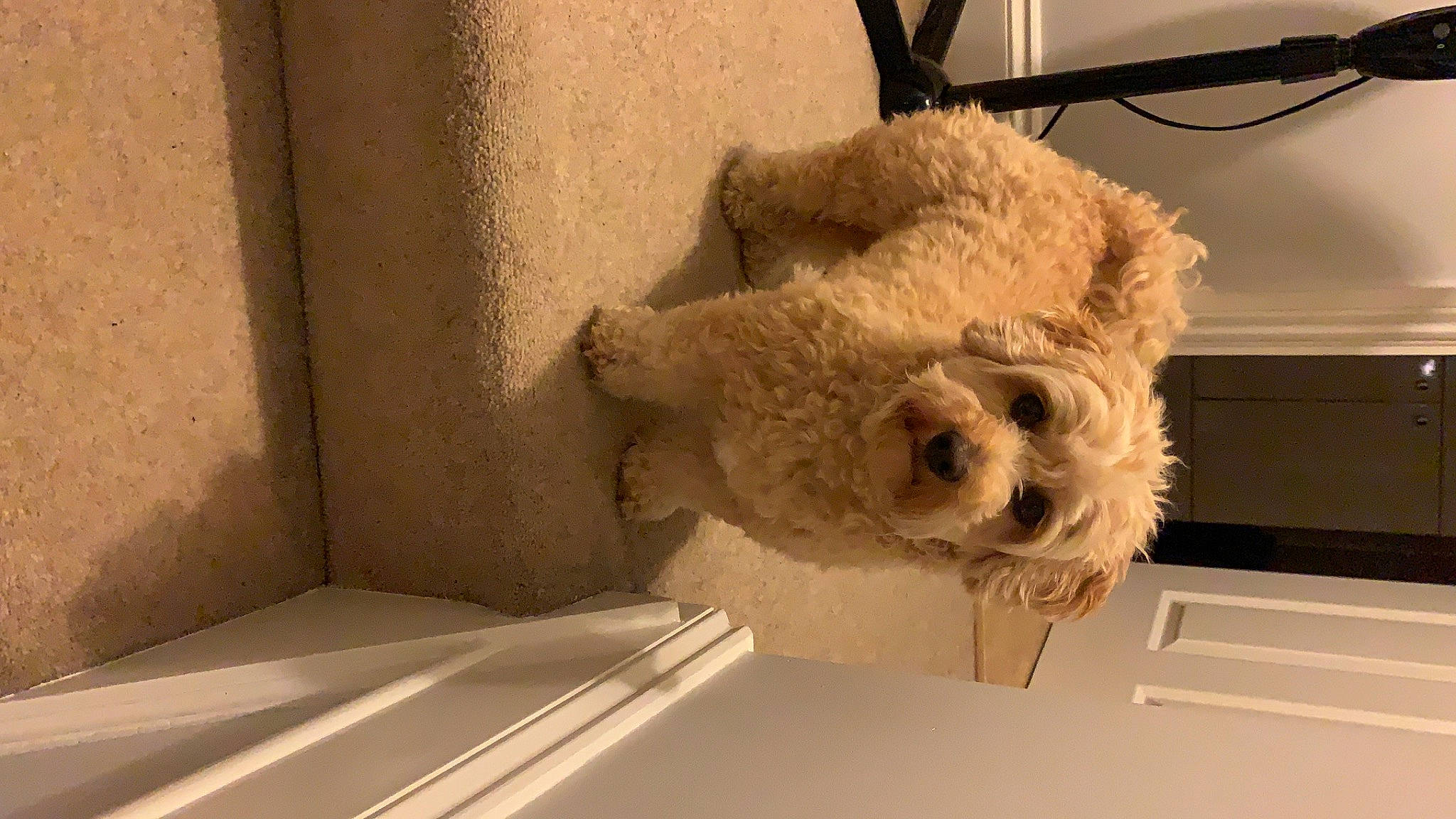 Leia is registered to the contest to win money with this photo: canidae, carnivore, cockapoo, companion_dog, dog, dog_breed, goldendoodle, havanese, irish_soft_coated_wheaten_terrier, labradoodle, miniature_poodle, morkie, non_sporting_group, poodle_crossbreed, schnoodle, snout, spanish_water_dog, sporting_group, terrier, toy_dog