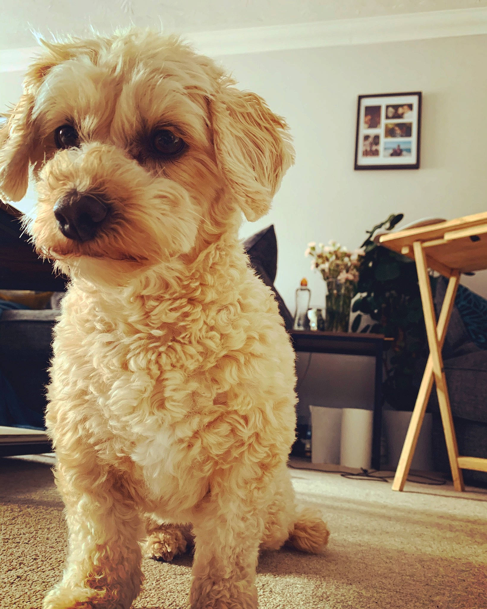 Leia is registered to the contest to win money with this photo: canidae, carnivore, cavachon, cavapoo, cockapoo, companion_dog, dog, dog_breed, maltepoo, maltese, mammal, miniature_poodle, poodle, poodle_crossbreed, puppy, puppy_love, schnoodle, shih_poo, toy_poodle, vertebrate