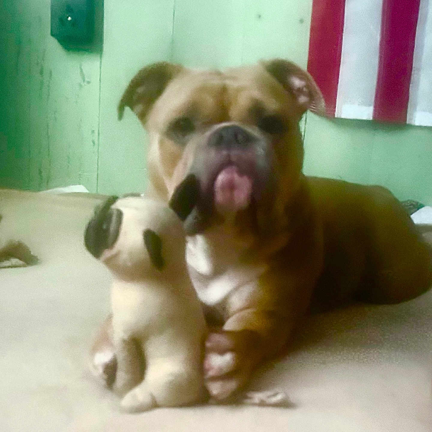 Blessings is registered to the contest to win money with this photo: animal, bed, blanket, brown, canine, closeup, companion, cute, dog, domestic, floor, furniture, indoor, pet, relaxed, resting, soft, stuffed_toy, toy, wall