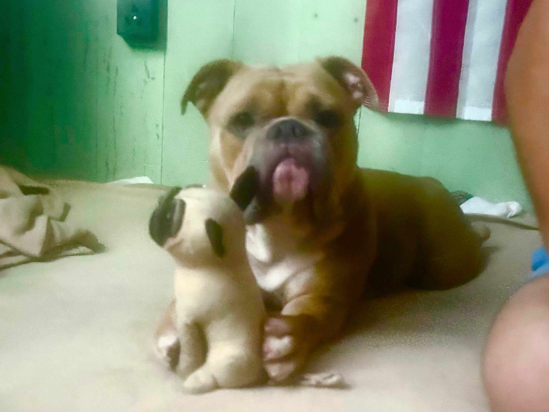 Blessings is registered to the contest to win money with this photo: animal, bed, blanket, brown, canine, closeup, companion, cute, dog, domestic, floor, furniture, indoor, pet, relaxed, resting, soft, stuffed_toy, toy, wall