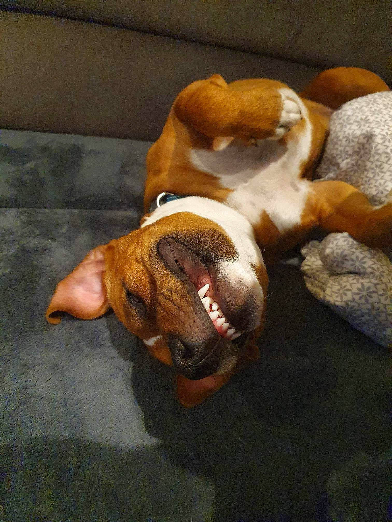 Sayen participe au concours pour gagner de l'argent avec cette photo : boxer, canidae, carnivore, comfort, companion_dog, dog, dog_breed, fawn, fur, hardwood, liver, non_sporting_group, pet_supply, snout, sporting_group, tail, terrestrial_animal, whiskers, wood, working_animal