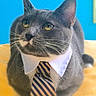 cat, gray_cat, tie, collar, pet, indoor, portrait, closeup, feline, domestic_cat, cute, animal, whiskers, yellow_eyes, striped_tie, blue_background, soft_focus, business_attire, funny, costume