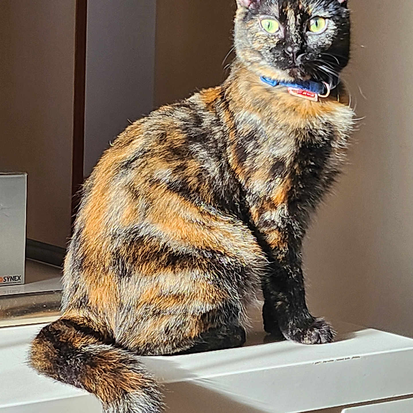 Lola participe au concours pour gagner de l'argent avec cette photo : abyssinian, angora, animal, brasssection, cat, egyptiancat, hardwood, horn, kitten, manx, musicalinstrument, pet, plywood, siamese, wood