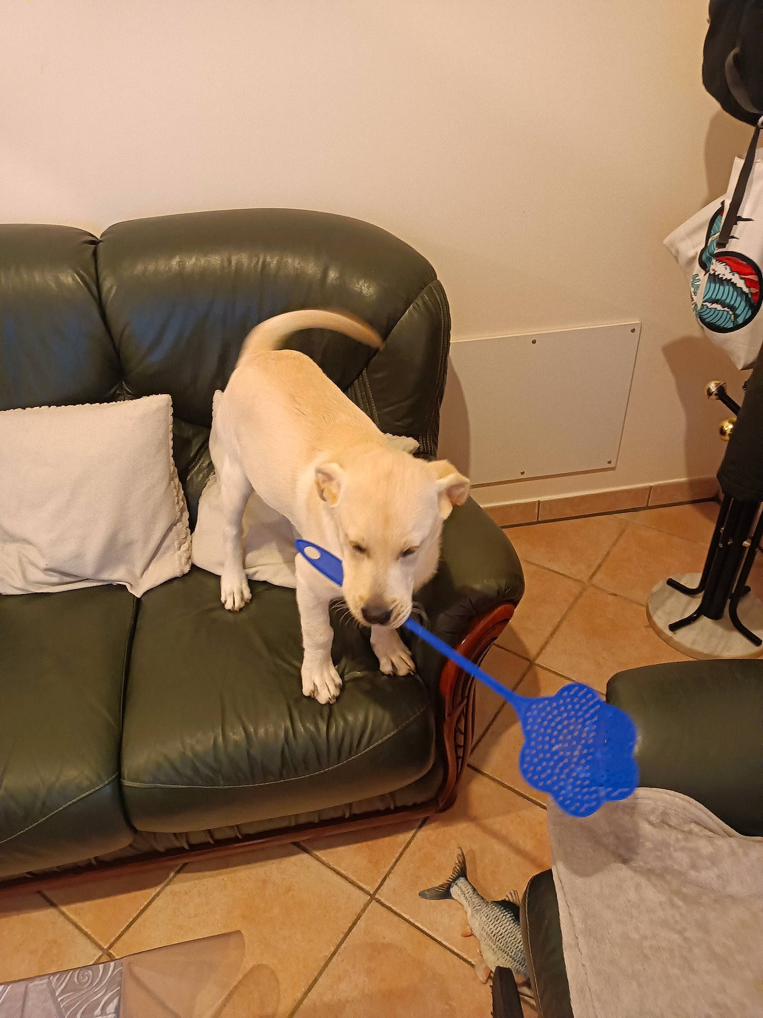 Uno a rejoint le concours — aidez-le/la à gagner de superbes lots ! armrest, canidae, carnivore, chair, comfort, companion_dog, couch, dog, dog_breed, fawn, felidae, flooring, hardwood, living_room, room, small_to_medium_sized_cats, sofa_bed, studio_couch, tail, working_animal