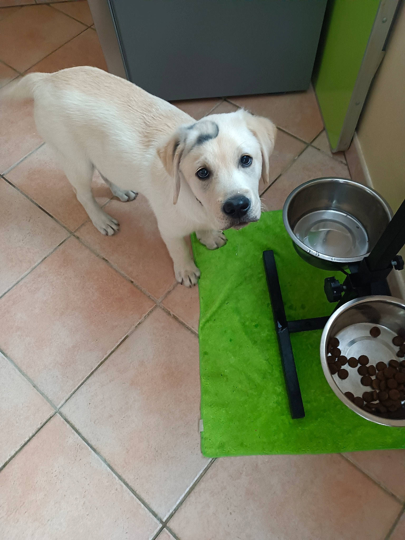 Uno a rejoint le concours — aidez-le/la à gagner de superbes lots ! canidae, carnivore, companion_dog, dog, dog_breed, dog_supply, fawn, floor, flooring, hardwood, non_sporting_group, pet_supply, snout, sporting_group, tableware, tail, tile, tile_flooring, wood, working_animal