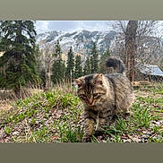 Simba joined the competition — help win amazing prizes! cat, tabby_cat, fluffy, longhair, animal, pet, outdoor, garden, grass, plants, rocks, mountains, snow, evergreen_trees, forest, winter, nature, walking, tail, landscape