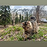cat, tabby_cat, fluffy, longhair, animal, pet, outdoor, garden, grass, plants, rocks, mountains, snow, evergreen_trees, forest, winter, nature, walking, tail, landscape