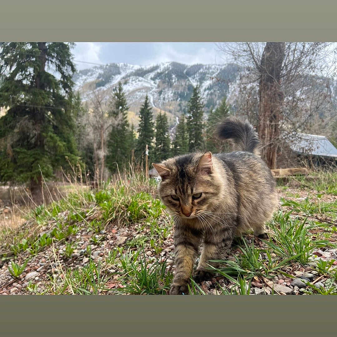 Simba