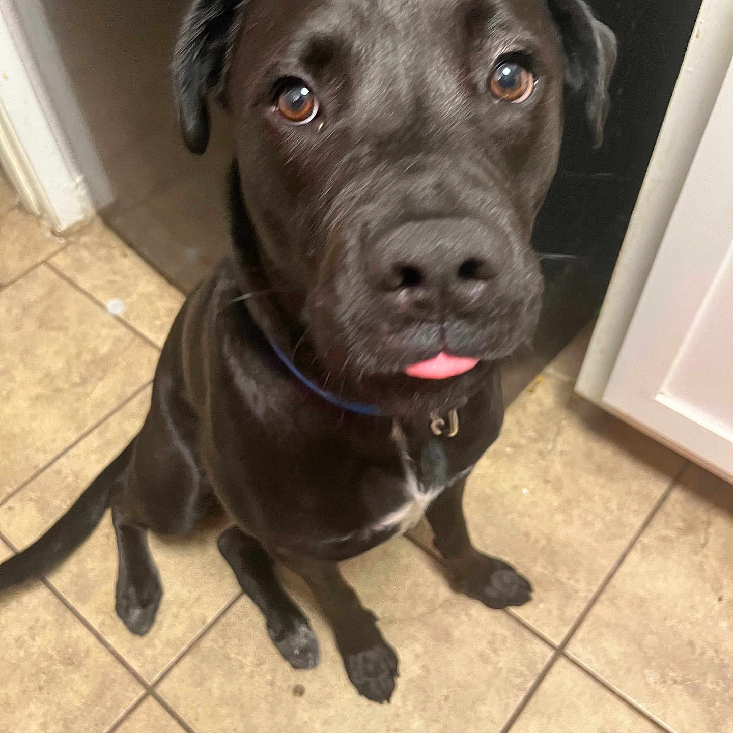 Gucci is registered to the contest to win money with this photo: accessories, animal, bodypart, boxer, bulldog, canine, dog, door, hound, labradorretriever, mouth, path, person, pet, pitbull, pointer, puppy, snout, strap, tile