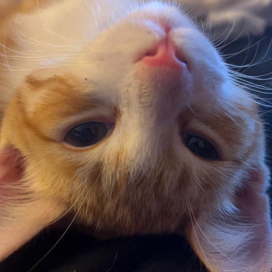 Cheeto