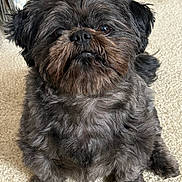 Prince Smokey joined the competition — help win amazing prizes! affenpinscher, animal, canine, dog, person, pet, puppy, terrier