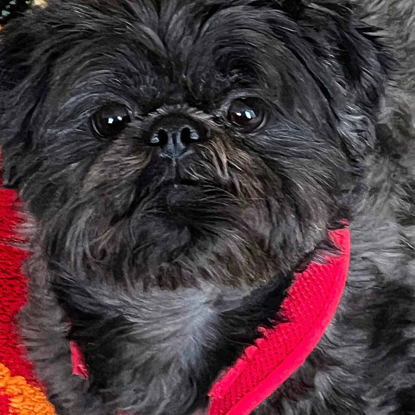 Prince Smokey joined the competition — help win amazing prizes! affenpinscher, animal, canine, dog, pet, puppy, terrier