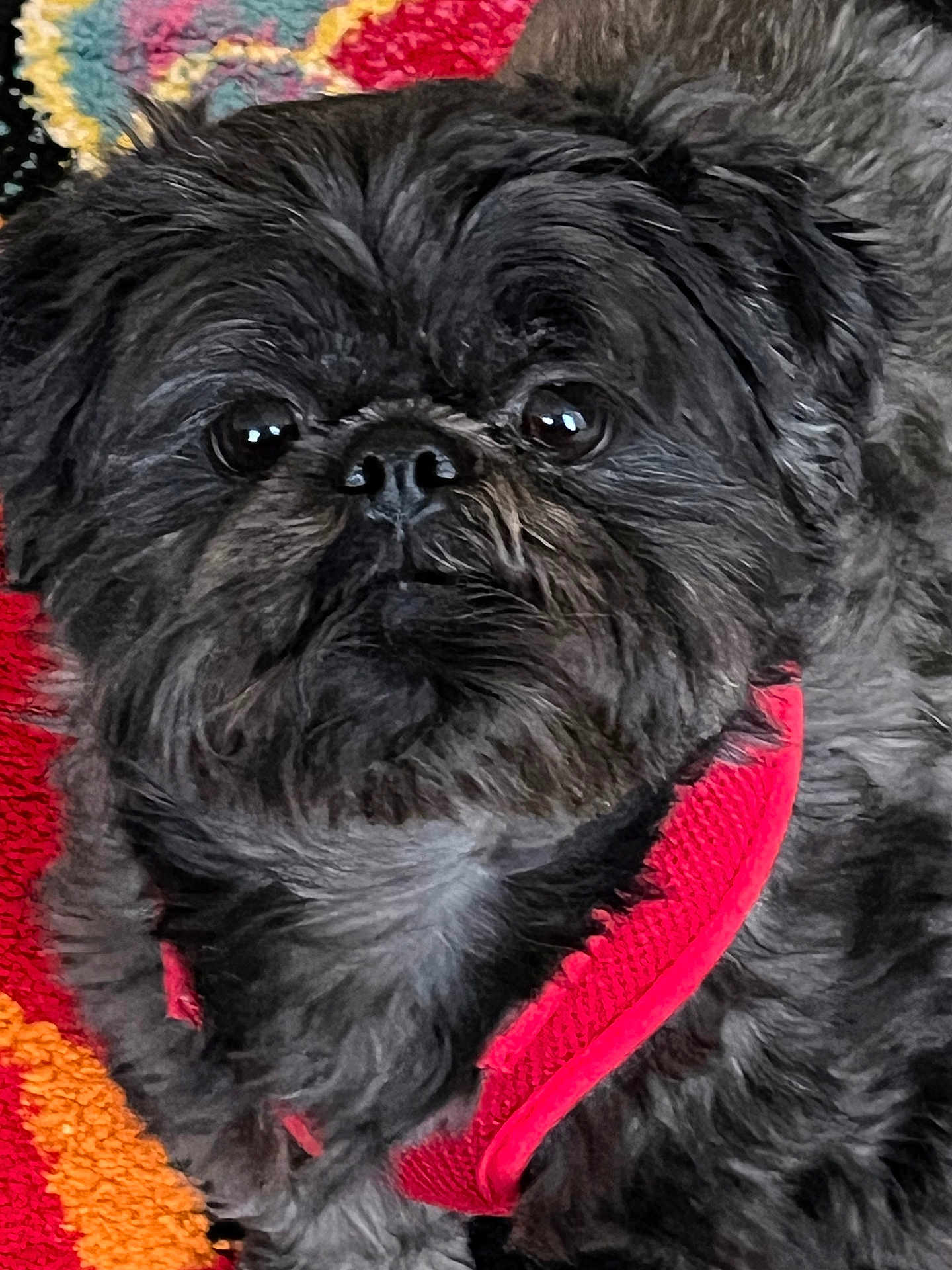 Prince Smokey joined the competition — help win amazing prizes! affenpinscher, animal, canine, dog, pet, puppy, terrier