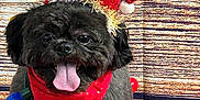 Prince Smokey joined the competition — help win amazing prizes! accessories, affenpinscher, animal, canine, dog, face, flower, flowerarrangement, flowerbouquet, geranium, head, machine, person, pet, petal, plant, pottedplant, puppy, terrier, wheel
