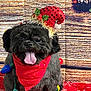 accessories, affenpinscher, animal, canine, dog, face, flower, flowerarrangement, flowerbouquet, geranium, head, machine, person, pet, petal, plant, pottedplant, puppy, terrier, wheel
