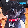 Prince Smokey is registered to the contest to win money with this photo: accessories, affenpinscher, animal, canine, collar, dog, pet, poodle, puppy, terrier