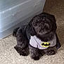 Prince Smokey is registered to the contest to win money with this photo: affenpinscher, animal, canine, dog, dogbed, pet, puppy