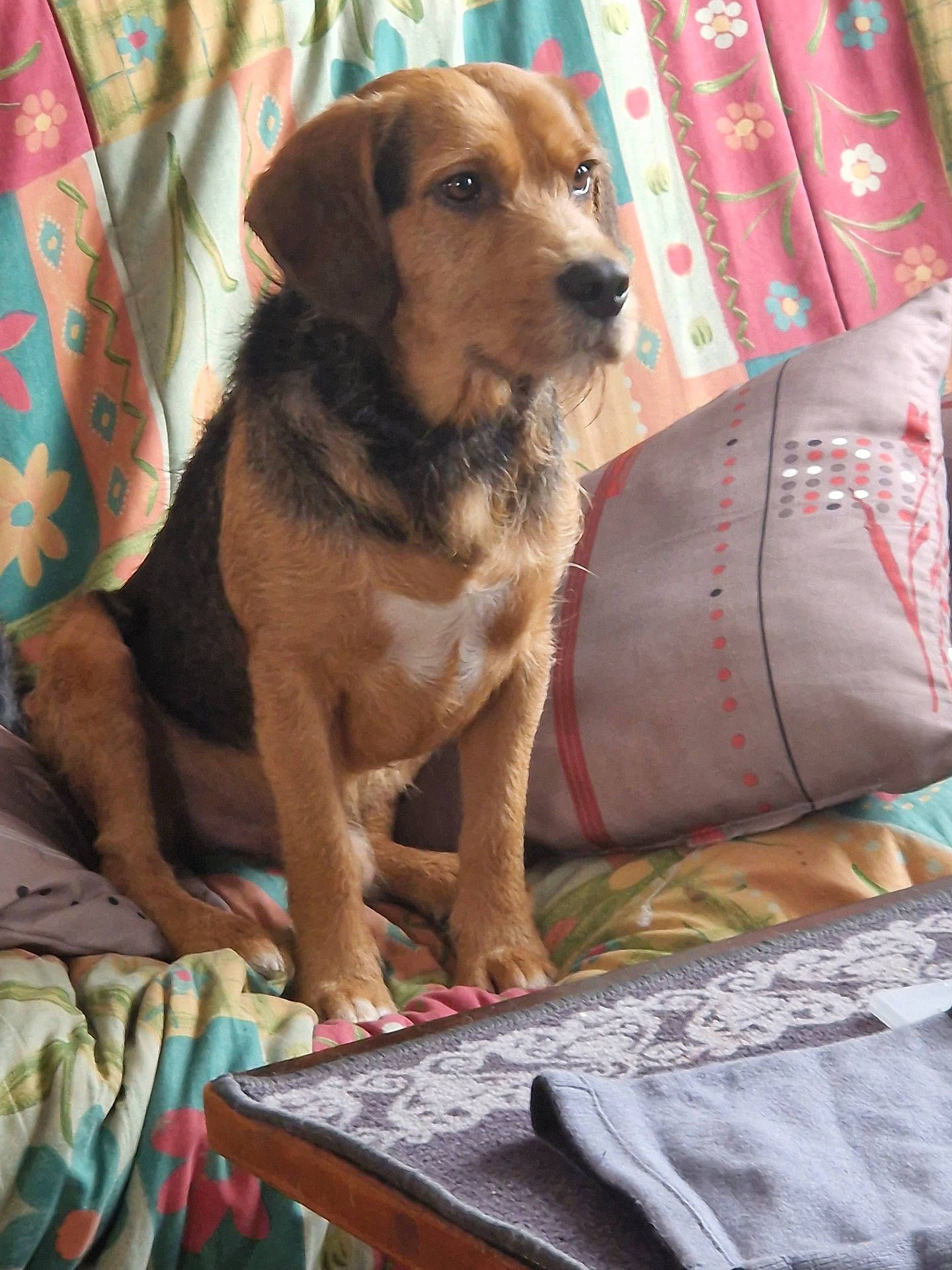 Pato a rejoint le concours — aidez-le/la à gagner de superbes lots ! animal, beagle, bed, blanket, canine, couch, curtain, cushion, dog, furniture, homedecor, hound, indoors, interiordesign, labradorretriever, linen, pet, pillow, puppy, quilt