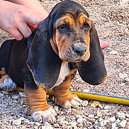 Noé participe au concours pour gagner de l'argent avec cette photo : animal, basset_hound, black, brown, canine, closeup, cute, dog, ear, fur, hand, nature, outdoor, pet, puppy, rocky_ground, sitting, white, yellow_hose, young