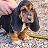 animal, basset_hound, black, brown, canine, closeup, cute, dog, ear, fur, hand, nature, outdoor, pet, puppy, rocky_ground, sitting, white, yellow_hose, young