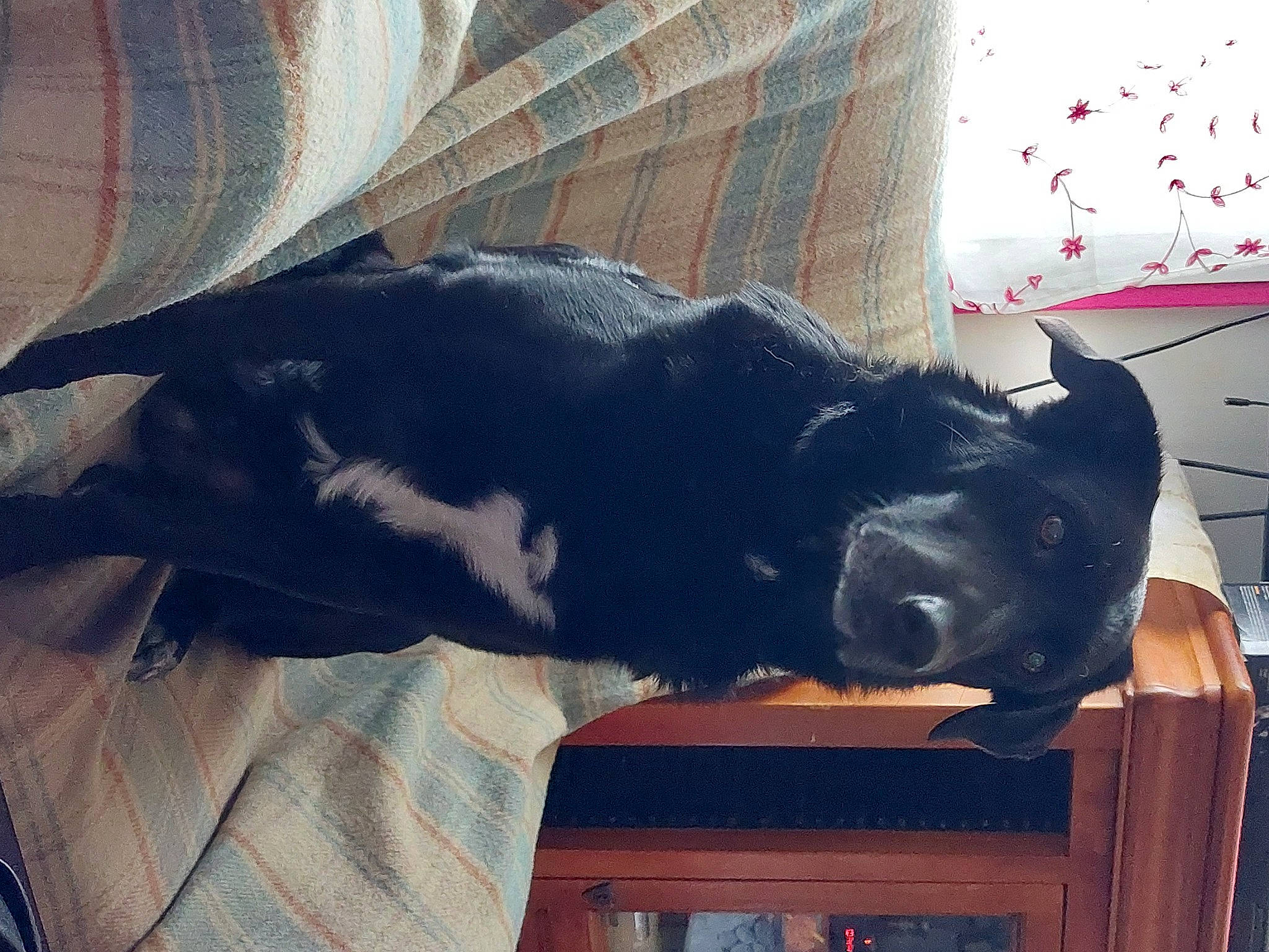 Noé participe au concours pour gagner de l'argent avec cette photo : borador, canidae, carnivore, comfort, companion_dog, dog, dog_breed, ear, fawn, flooring, fur, grey, sculpture, snout, sporting_group, tail, tints_and_shades, window, wood, working_animal