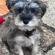 Buttons is registered to the contest to win money with this photo: adorable, animal, carpet, companion, cute, dog, domestic, floor, fluffy, fur, gray, indoor, looking, pet, portrait, puppy, sitting, small, white, young