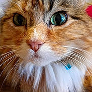 Athena is registered to the contest to win money with this photo: cat, close_up, fluffy, long_hair, green_eyes, pink_nose, whiskers, feline, pet, collar, curious, mammal, animal, domestic, cute, portrait, face, fur, indoor, macro