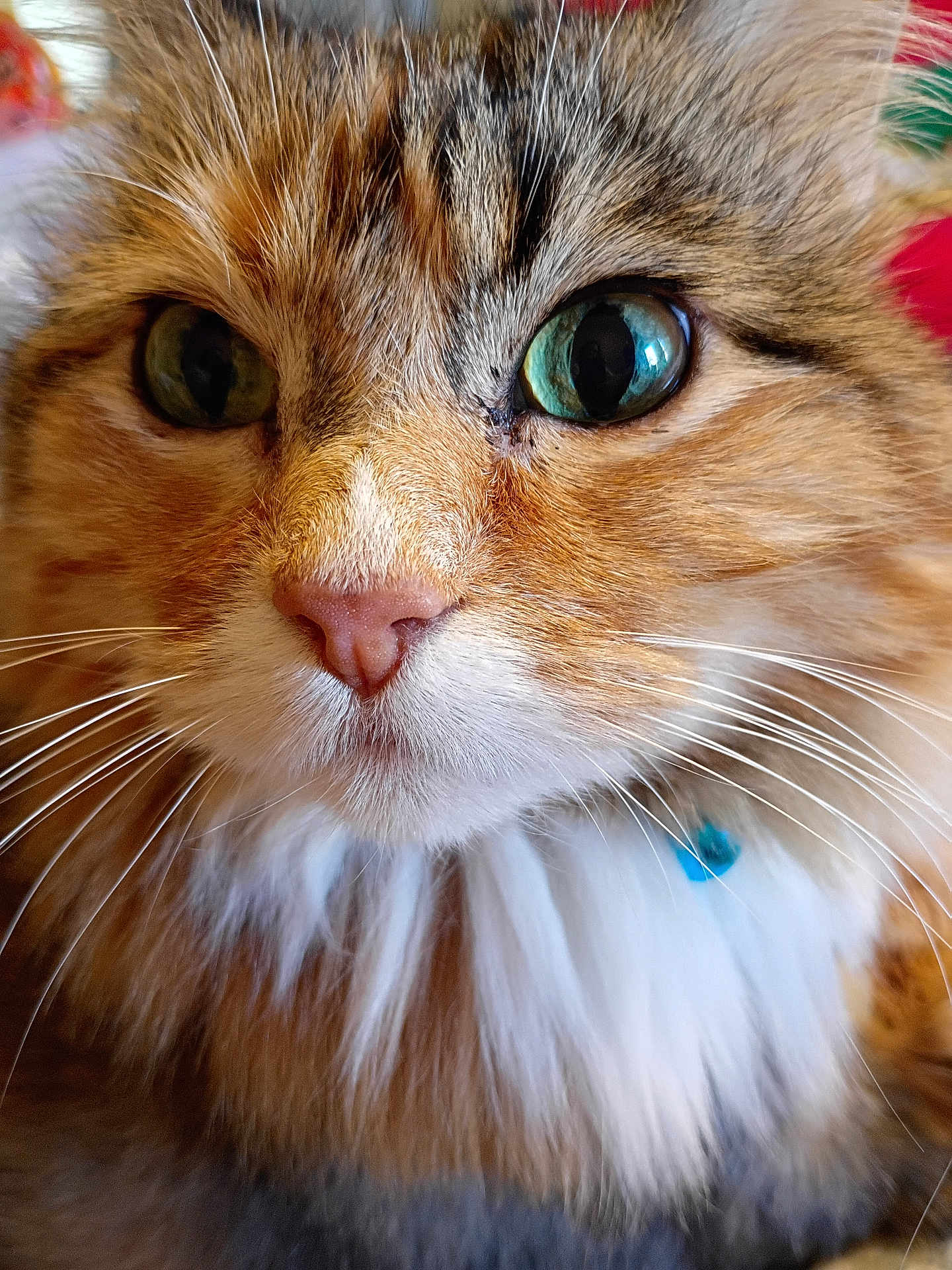 Athena is registered to the contest to win money with this photo: cat, close_up, fluffy, long_hair, green_eyes, pink_nose, whiskers, feline, pet, collar, curious, mammal, animal, domestic, cute, portrait, face, fur, indoor, macro