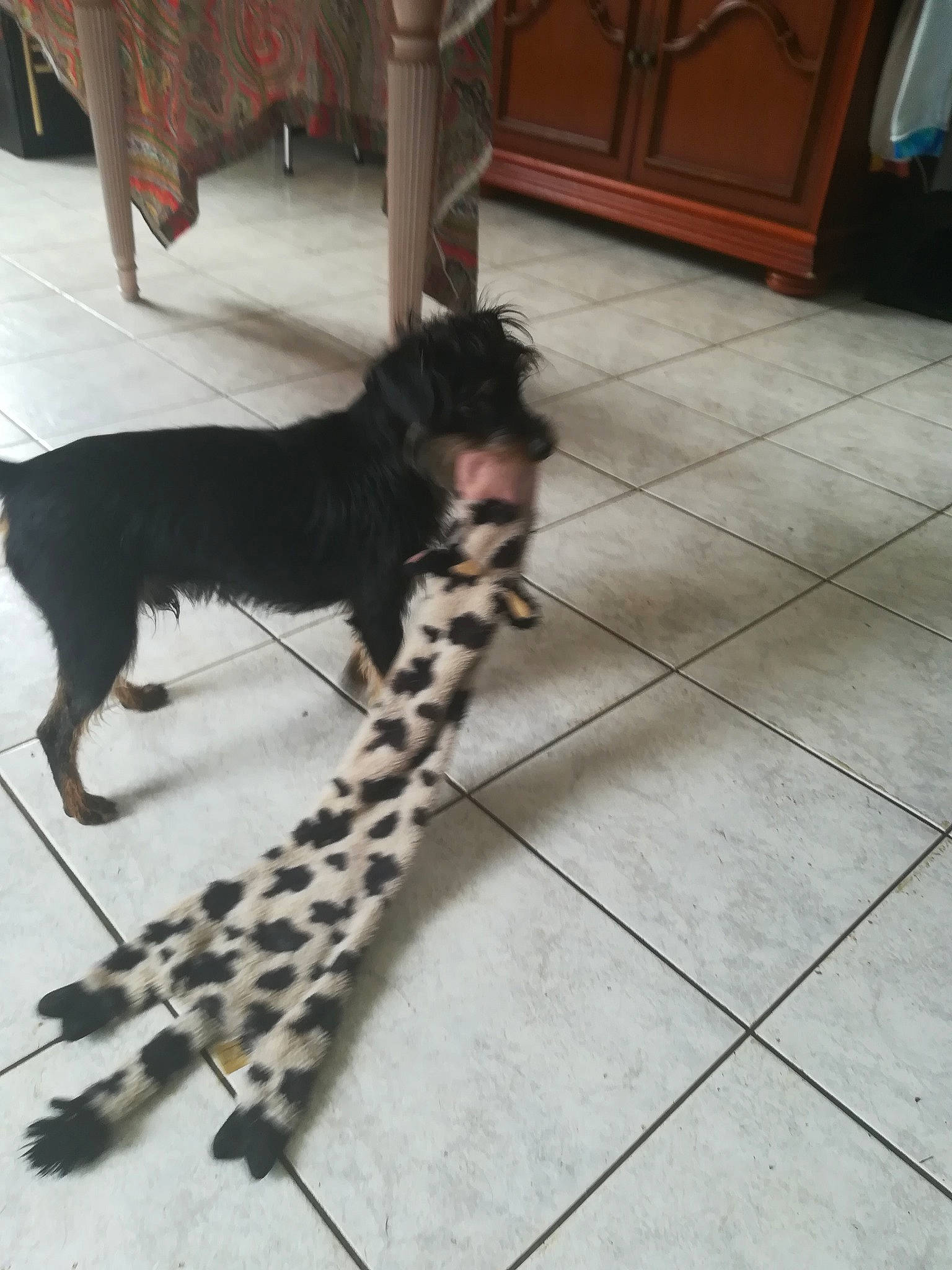 Simba participe au concours pour gagner de l'argent avec cette photo : canidae, carnivore, companion_dog, dog, dog_breed, floor, mammal, non_sporting_group, puppy, sporting_group, tail, vertebrate