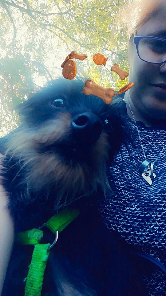 Simba participe au concours pour gagner de l'argent avec cette photo : canidae, carnivore, companion_dog, cool, dog, dog_breed, glasses, photography, pomeranian, puppy, selfie